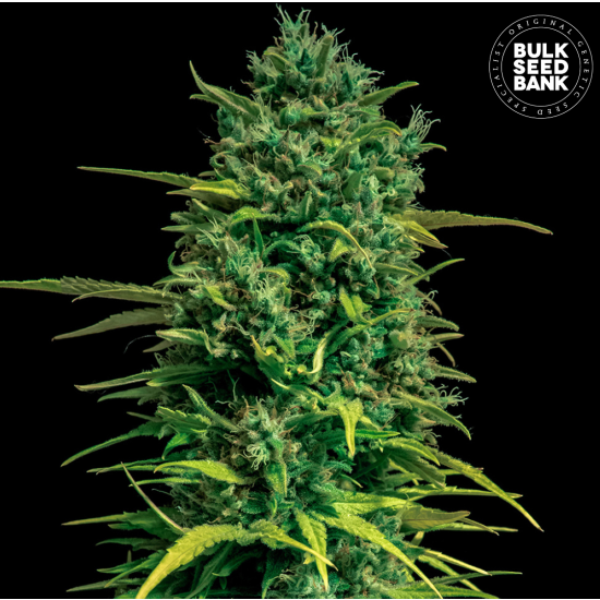 Auto TROPICAL COCONUT